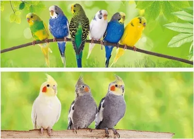 Produktbild von 1x 3D Lesezeichen Sittiche 15x5cm Tiere Wackelbild Wackelkarte Buchzeichen Bookmark Bücher Buch Vögel