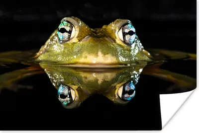 Produktbild von MuchoWow® Poster Frosch - Augen - Porträt 90x60 cm - Schlafzimmer