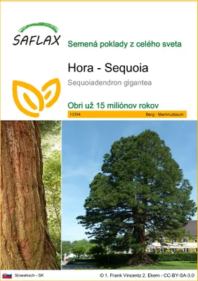 Produktbild von SAFLAX - Hora - Sequoia - Sequoiadendron gigantea - 50 Semená