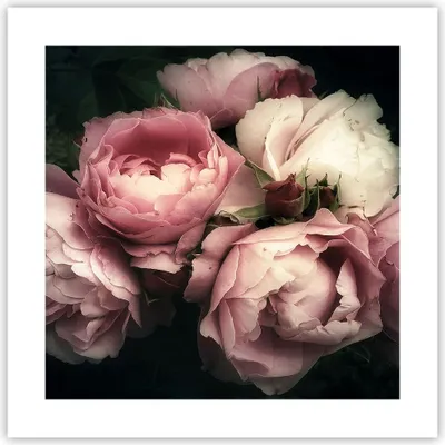 Produktbild von Poster - Poster ohne Rahmen - Pfingstrose Blume - 40x40 cm - Wand Bild - Wanddeko - Wandbilder - Kunstposter - Wandposter - Bilder - Kunstdruck - Wanddekoration - Wandbild - P2XAC40x40-3930