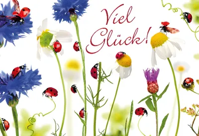 Produktbild von Cartolini Klappkarte mit Sprüchen 013E Viel Glück