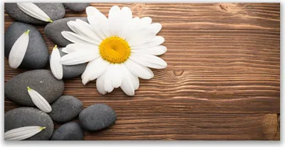 Produktbild von Tulup Leinwand-Bilder 140x70 Wandbild Canvas Kunstdruck Gänseblümchen Steine Pflanzen