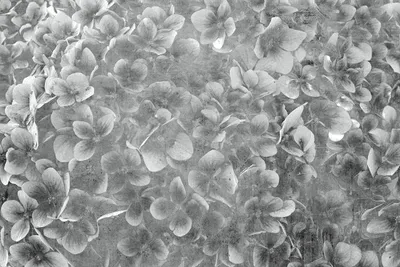 Produktbild von Fototapete - Apple Tree Abstract III 375x250cm - Vliestapete