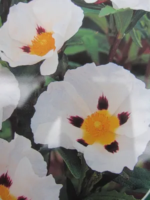 Produktbild von Zistrose - Cistus x loretii - x stenophyllus - 40-60cm