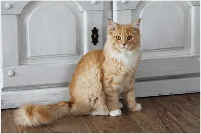 Produktbild von Türmatte lustige katze in 40x60 cm als Fussabtreter