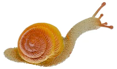 Produktbild von Schnecke Brosche Anstecknadel Miniblings Weinbergschnecke Schneckenhaus Braun