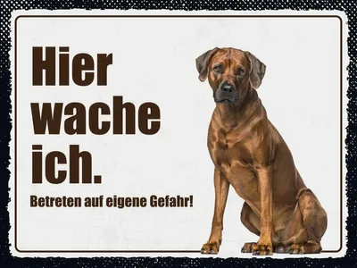 Produktbild von vianmo Holzschild 30x40 cm Rodhesian Ridgeback hier wache ich Spruch Zitat