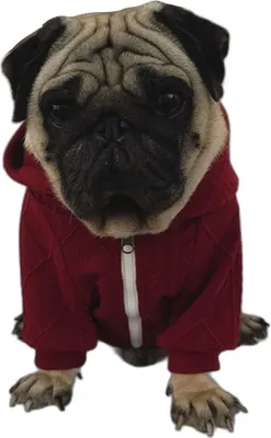 Produktbild von Bulldoggen-Kapuzenpullover - Burgunderrot L