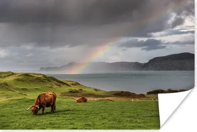 Produktbild von MuchoWow® Poster Schottische Highlander - Gras - Wolken 120x80 cm - Bilder