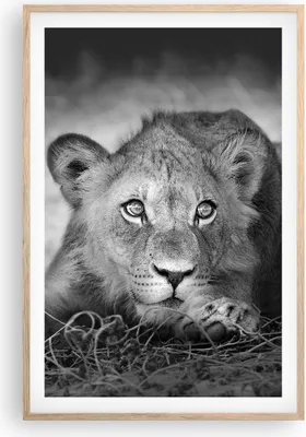 Produktbild von Gerahmtes Poster - Rahmen in heller Eiche - Löwe asiatisch Porträt - 61x91,5 cm - Wand Bild - Wanddeko - Wandbilder - Kunstposter - Wandposter - Bilderrahmen - Bilder - Kunstdruck - P2NPA61x91-4840