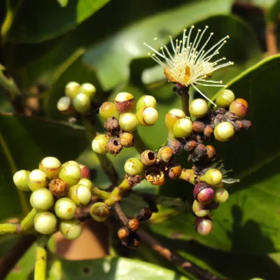 Produktbild von Südindische Pflaume (Syzygium caryophyllatum) - 5 Samen