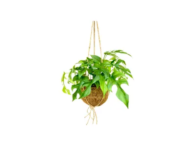 Obrázek produktu pro Kokodama Monstera minima (L)