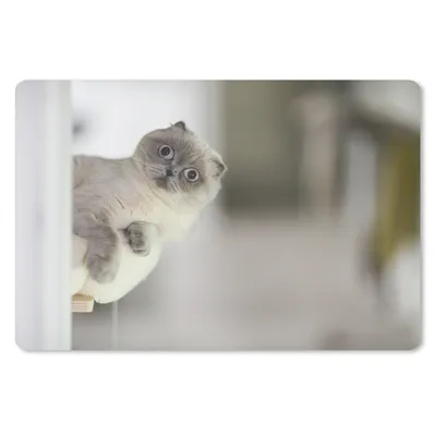 Produktbild von MuchoWow® Schreibtischunterlage Katze - Tier - Wohnzimmer 60x40 cm - XXL Mauspad - Großes Mauspad