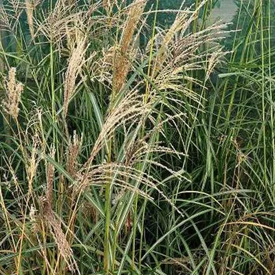 Produktbild von 6 x Chinaschilf Flamingo - Miscanthus sinensis 'Flamingo' | Topf 9cm x 9cm