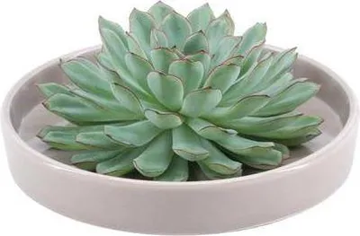 Produktbild von Echeveria pulidonis Rootless Ø20cm Schale Taupe Sukkulente Tischdeko Geschenk