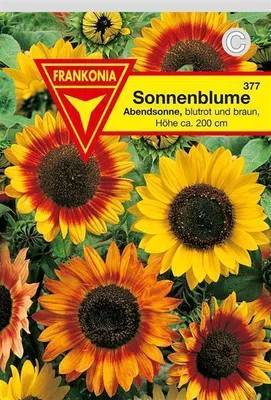 Produktbild von Sonnenblumen Abendsonne blutrot