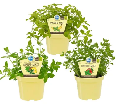 Produktbild von Fruchtige Minze-Sorten - Set mit 3 Pflanzen- Ananas - Erdbeer - Banane - 12cm Topf
