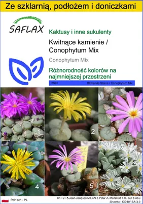 Zdjęcie produktu dla SAFLAX - Zestaw do uprawy - Kwitnące kamienie / Conophytum Mix - 40 Nasiona - Z mini szklarnią, podłożem uprawowym i 2 doniczkami - Conophytum Mix