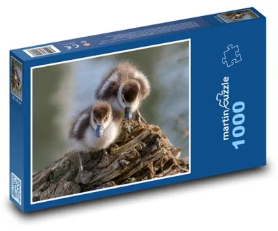 Obrázok produktu pre Puzzle 1000 Mláďatá egypských húsí - martinpuzzle