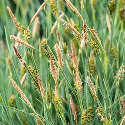 Productafbeelding van Moerings Phragmites Australis | Riet | In 18CM Mand Kant en Klaar