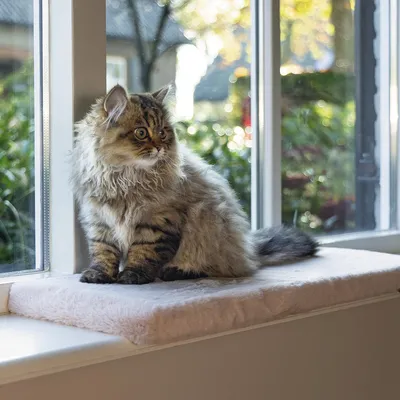 Produktbild von Beeztees Fensterbankkissen Moza aus Plüsch rosa