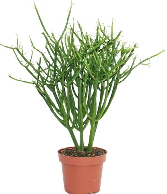 Produktbild von Euphorbia tirucalli - Bleistiftkaktus - grosse Pflanze im 12cm Topf