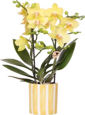 Produktbild von Kolibri Orchids | Gelbe Phalaenopsis Orchidee - Albenga + Painted Stripe Topf Gelb - Topfgröße Ø9cm | Blühende Zimmerpflanze - Frisch vom Züchter