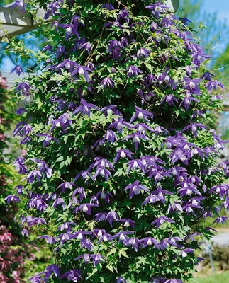 Produktbild von Clematis alpina, Alpen-Waldrebe, blau, 80–100 cm
