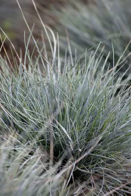 Zdjęcie produktu dla Festuca cinerea 'Azurit', Blauschwingel, ok. 9x9 cm Topf