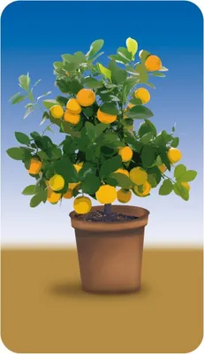 Produktbild von Wenko Abdeckplatte Universal Orangenbaum, 2er Set