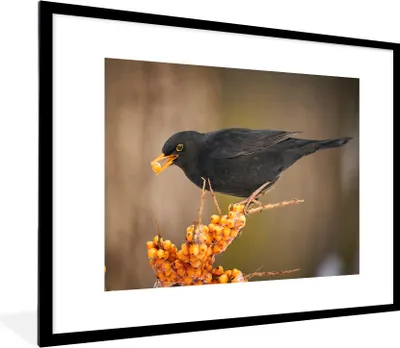 Produktbild von MuchoWow® Gerahmtes Poster Vogel - Amsel - Winter - Eis - Beere 80x60 cm - Poster mit Schwarzem Bilderrahmen Wandposter Rahmen Foto Bilder - Schlafzimmer-Dekorationen - Fotoposter
