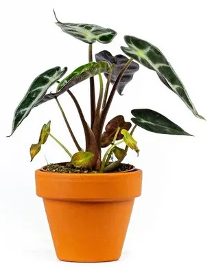 Obrázek produktu pro Gardners Alocasia amazonica Polly, průměr 6 cm