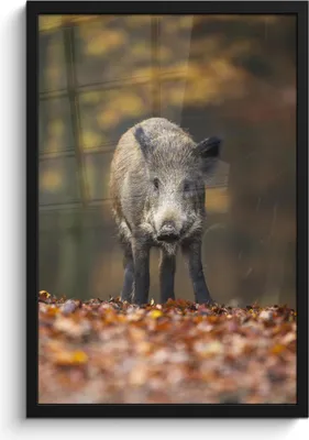 Produktbild von MuchoWow® MuchoWow® Gerahmtes Poster Wildtier - Wald - Herbst 40x60 cm - Poster mit zchwarzem Bilderrahmen - Papierdruck - Wandbilder