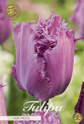 Artikelbild 2 von 'Tulpe Lilac Frizzle (7 Stück)' aus der Kategorie Tulpenzwiebeln