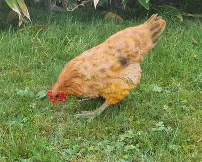 Produktbild von Dekofigur Henne Huhn Trudi pickend lebensechte Gartenfigur Tierfigur Gartendeko