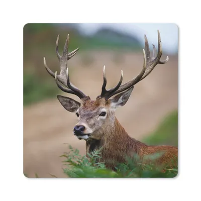 Produktbild von MuchoWow® Mauspad Mousepad Hirsche - Farne - Natur 20x20 cm - Mousepads - Maus Mat - Pad - Mausunterlage - Desk Mat - Bureauartikeln