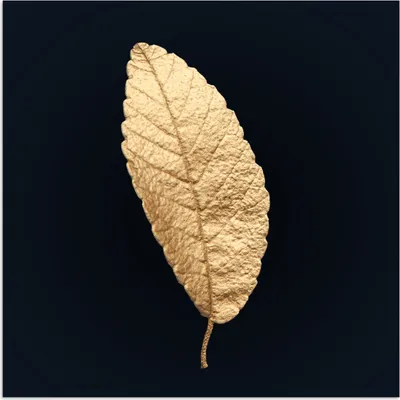 Produktbild von MuchoWow® Poster Schwarz und Gold - Blätter - Schwarz - Pflanzen - Luxus 50x50 cm - Wohnzimmerdekoration