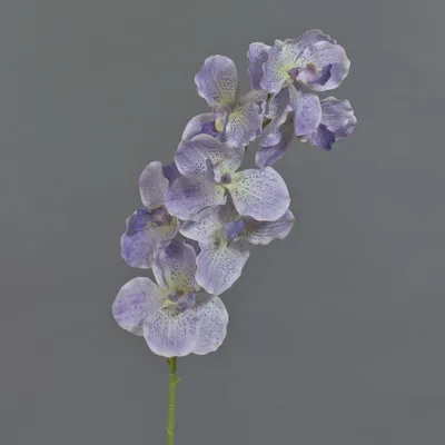 Produktbild von artplants.de Dekozweig Vanda Orchidee LODON, helllila-weiß, 75cm - Kunst Orchidee