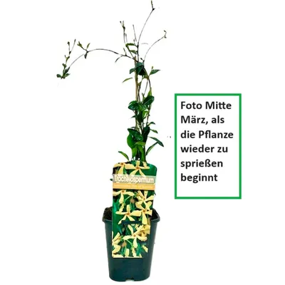Immagine prodotto di Gelsomino stella giallo - Gelsomino stella toscano - Piante rampicanti resistenti - Gelsomino profumato sempreverde - Vaso da 1,5 litri - Piante resistenti - Gelsomino