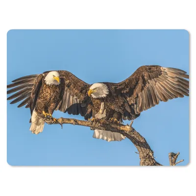 Produktbild von MuchoWow® Mauspad Mousepad Vogel - Äste - Adler - Raubvögel - Luft 23x19 cm - Mousepads - Maus Mat - Pad - Mausunterlage - Schreibtischunterlage - Mauspad