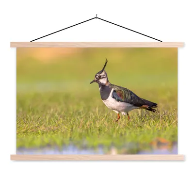 Produktbild von MuchoWow® Textilposter Vogel - Gras - Natur - Tiere - Kiebitz 120x80 cm mit holzfarbenen Rahmen - Aufhängeset