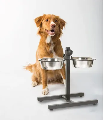 Image de Gamelle double réglable en hauteur 2x1600ml en acier inoxydable Gamelle pour chien Gamelle