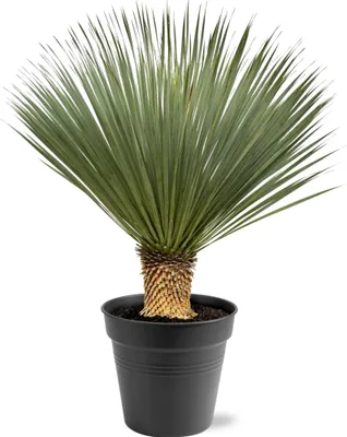 Immagine prodotto di Giglio delle palme Yucca Rostrata - fioritura di 40 cm - altezza circa 100-120 cm