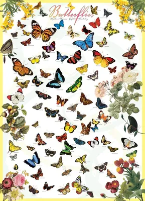 Produktbild von Eurographics Butterflies 1000pcs, 1000 Stück(e), Tiere