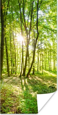Produktbild von MuchoWow® Poster Natur - Bäume - Wald - Grün - Sonnenlicht 40x80 cm - Dekoration