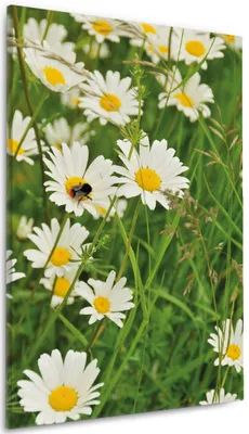 Produktbild von Wallario Premium Leinwandbild Margeritenwiese in Größe 60 x 90 cm