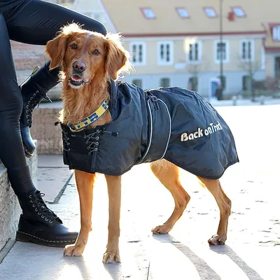 Produktbild von Back on Track Hunde Standardmantel