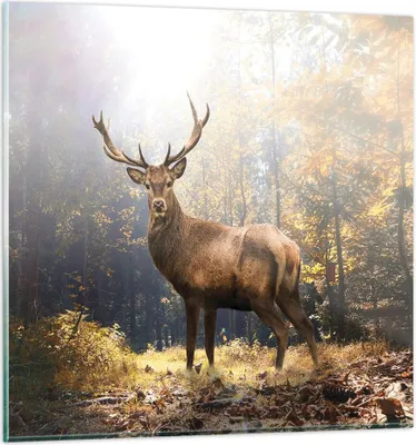Produktbild von Bilder auf glas - Einteilig - Licht Hirsch Wald - 70x70cm - Glasbilder - Wandbilder - Bilder - zum Aufhängen bereit - Wanddekoration aus Glas - Glas Bilder - Wandbild auf Glas - GAC70x70-4452