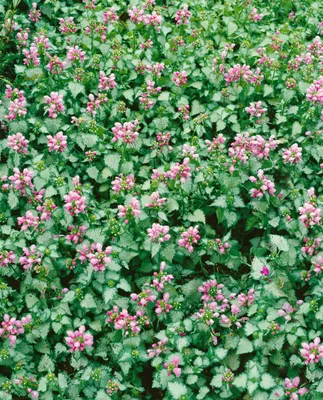 Produktbild von Lamium maculatum 'Pink Pewter', Taubnessel, rosa, ca. 9x9 cm Topf