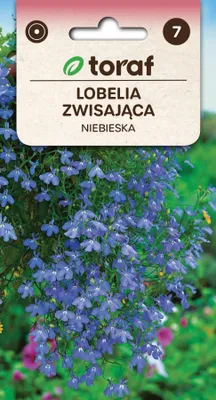 Zdjęcie produktu dla Lobelia zwisająca niebieska Nasiona kwiatów - 552 Toraf